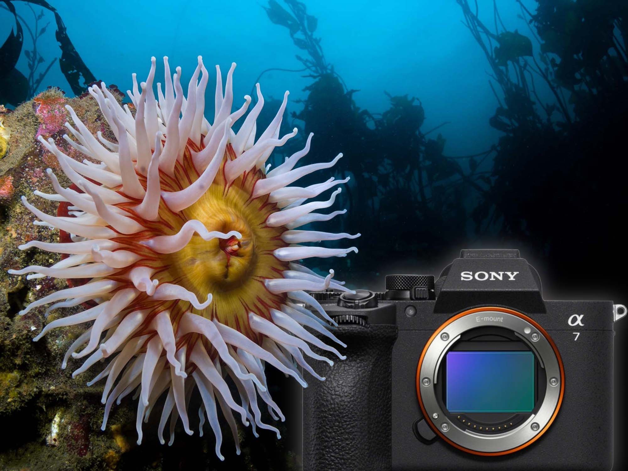 Sony a7 V Underwater Results with Ikelite 200DL Underwater Housing Photos © Nirupam Nigam