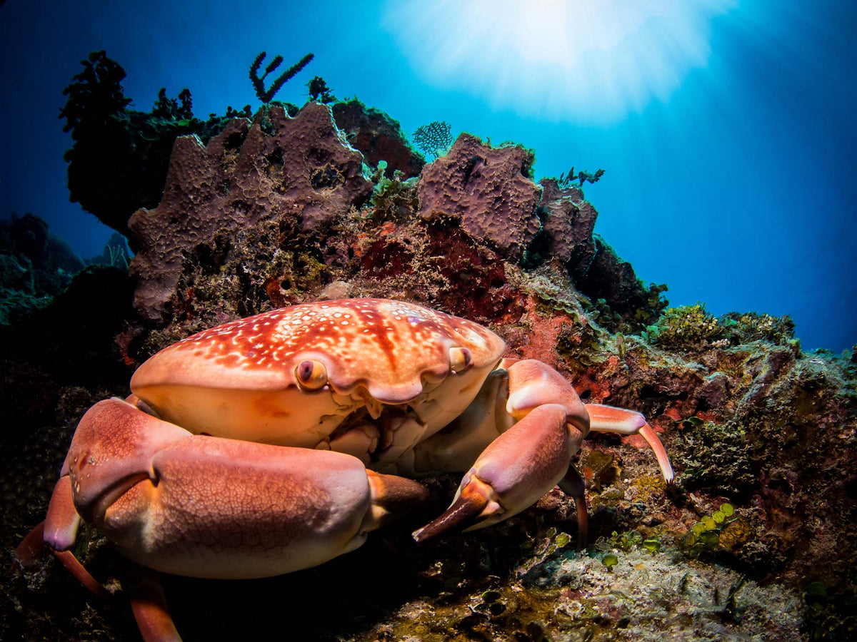 Crabs Underwater Camera Settings and Technique