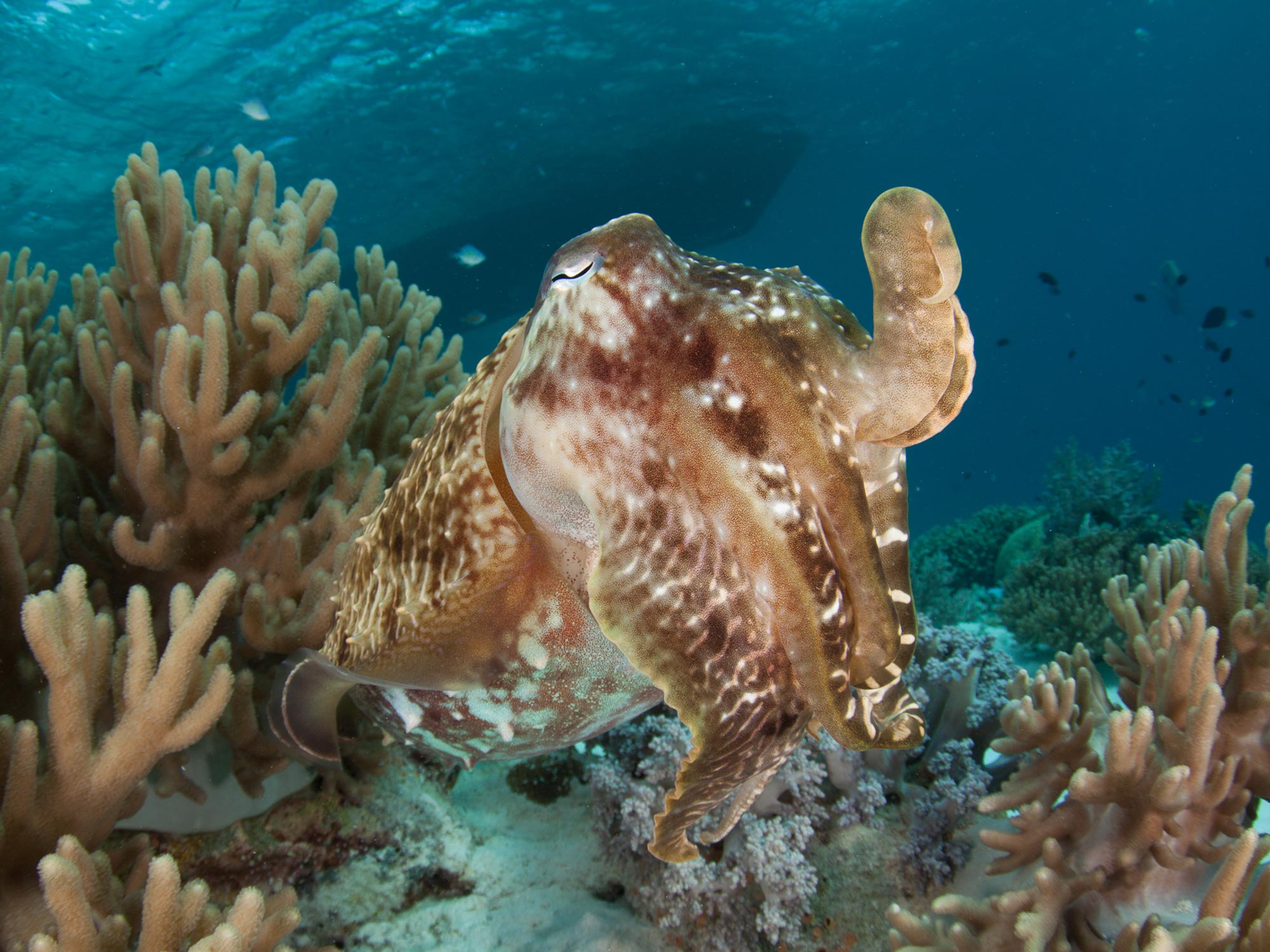 Cuttlefish Underwater Camera Settings and Technique