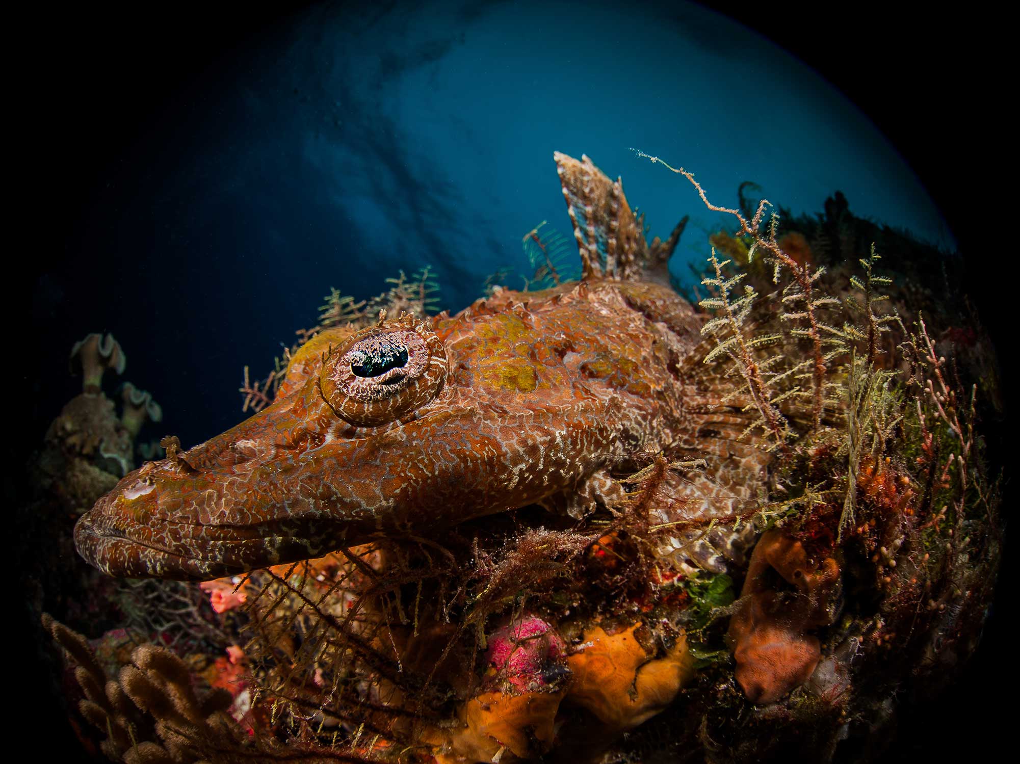 Flathead Crocodilefish Underwater Camera Settings and Technique