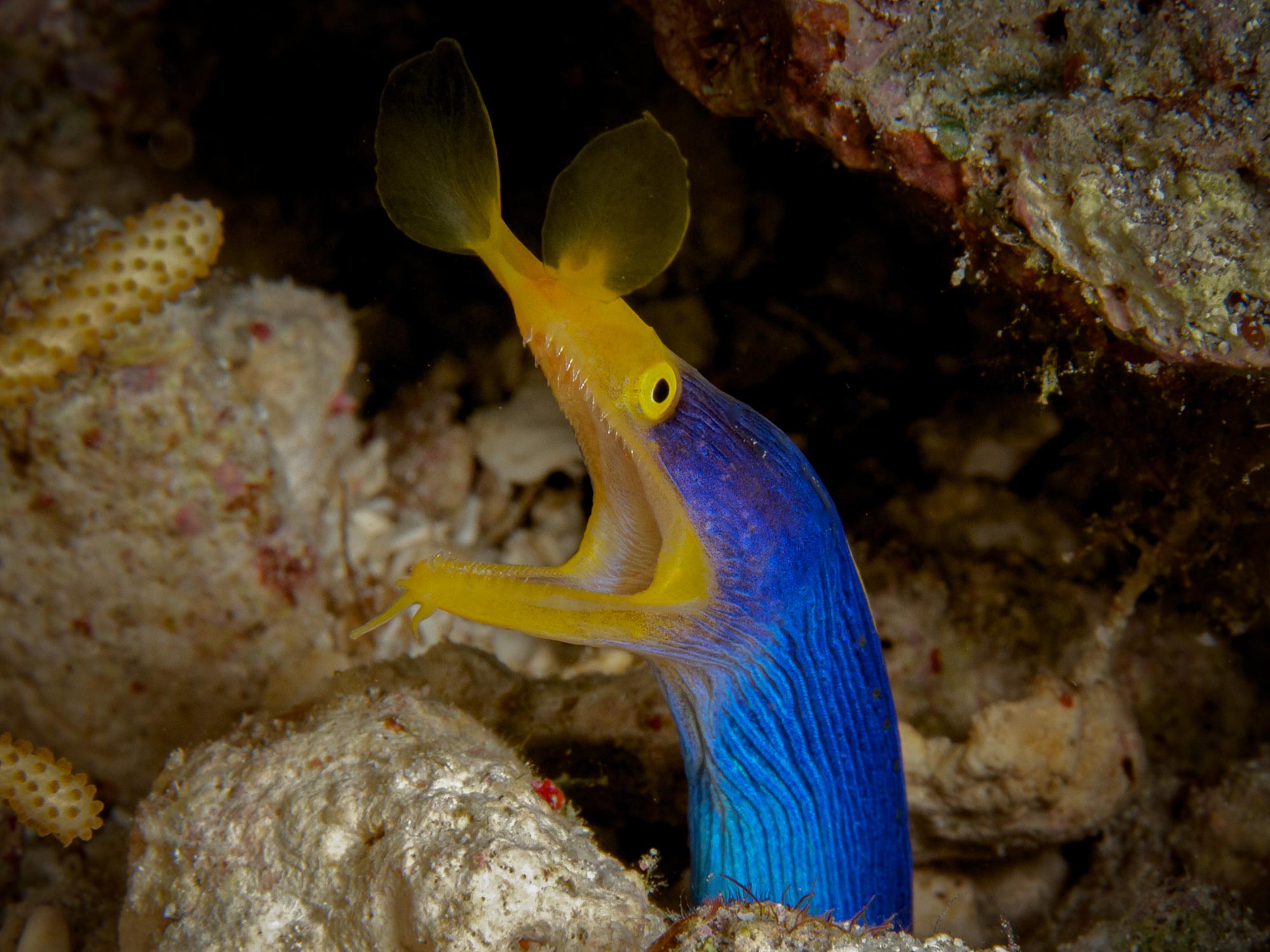 Eels Underwater Camera Settings and Technique