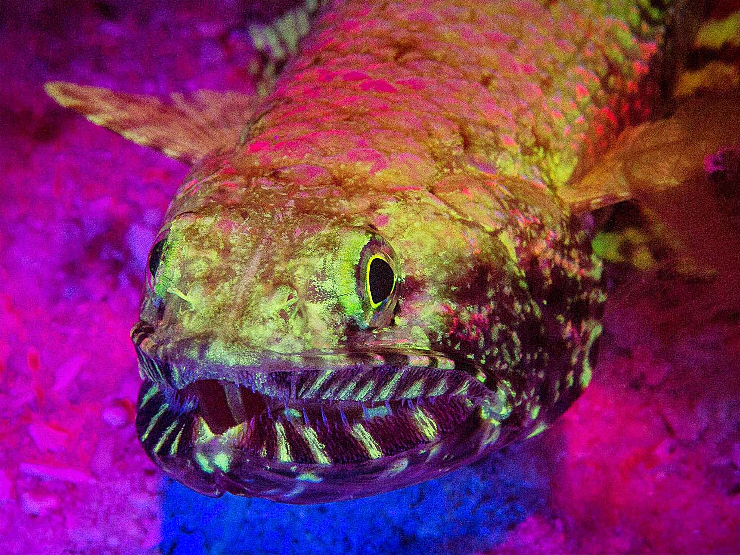 Fluorescence Photography Underwater // Everything You Need [VIDEO]