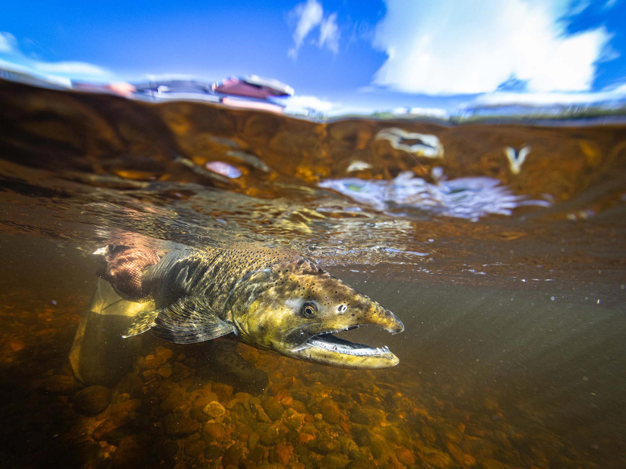 Swimming Upstream: The Challenges and Solutions to Salmon Run Photography