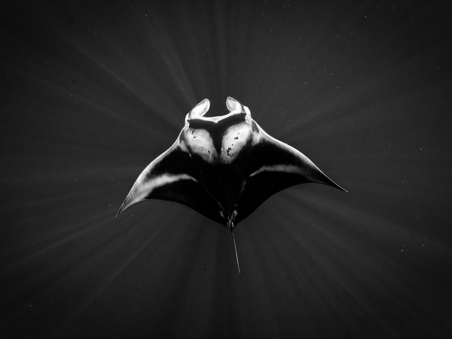 Manta Rays Underwater Camera Settings and Technique