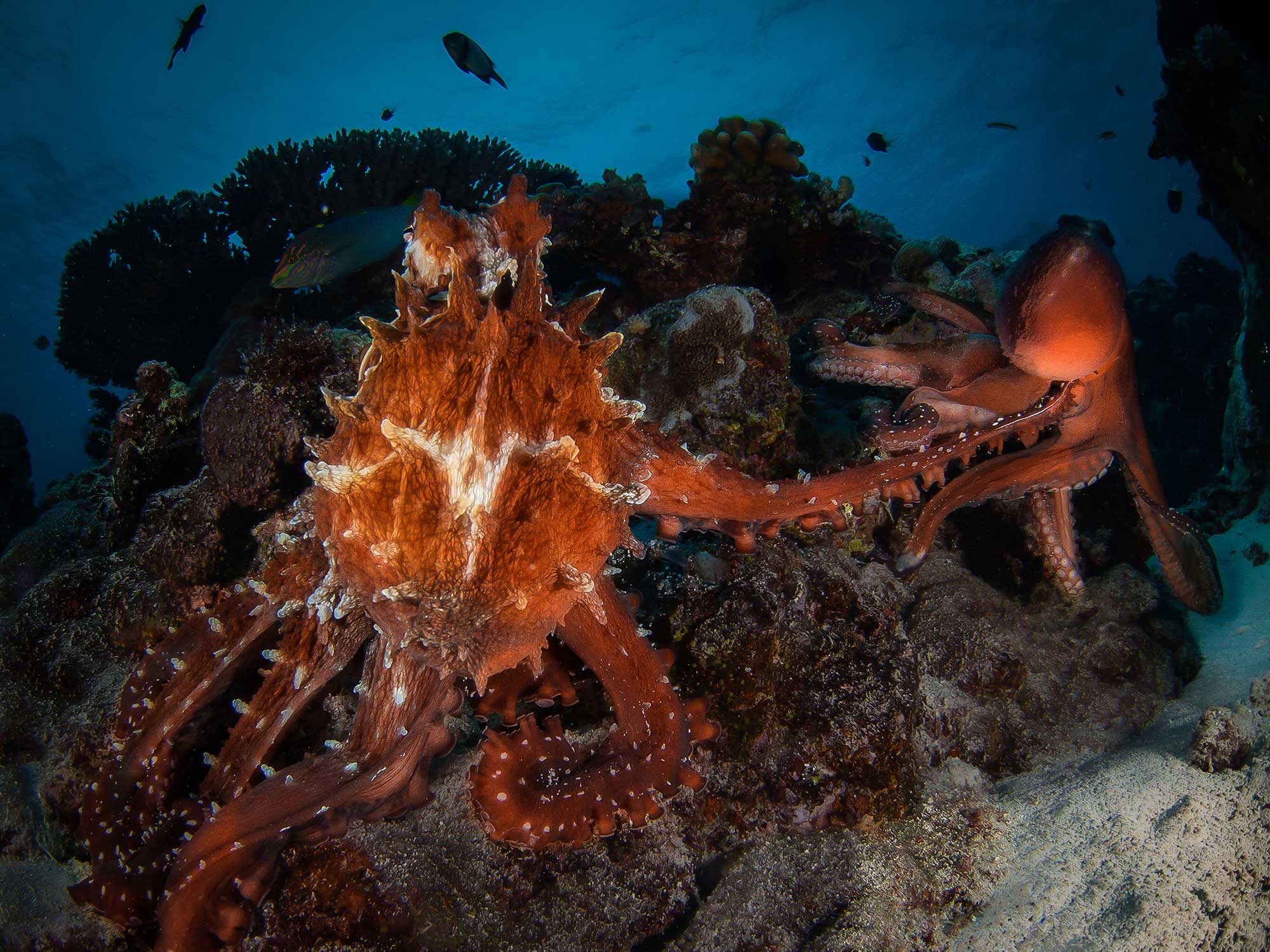 Octopus Underwater Camera Settings and Technique