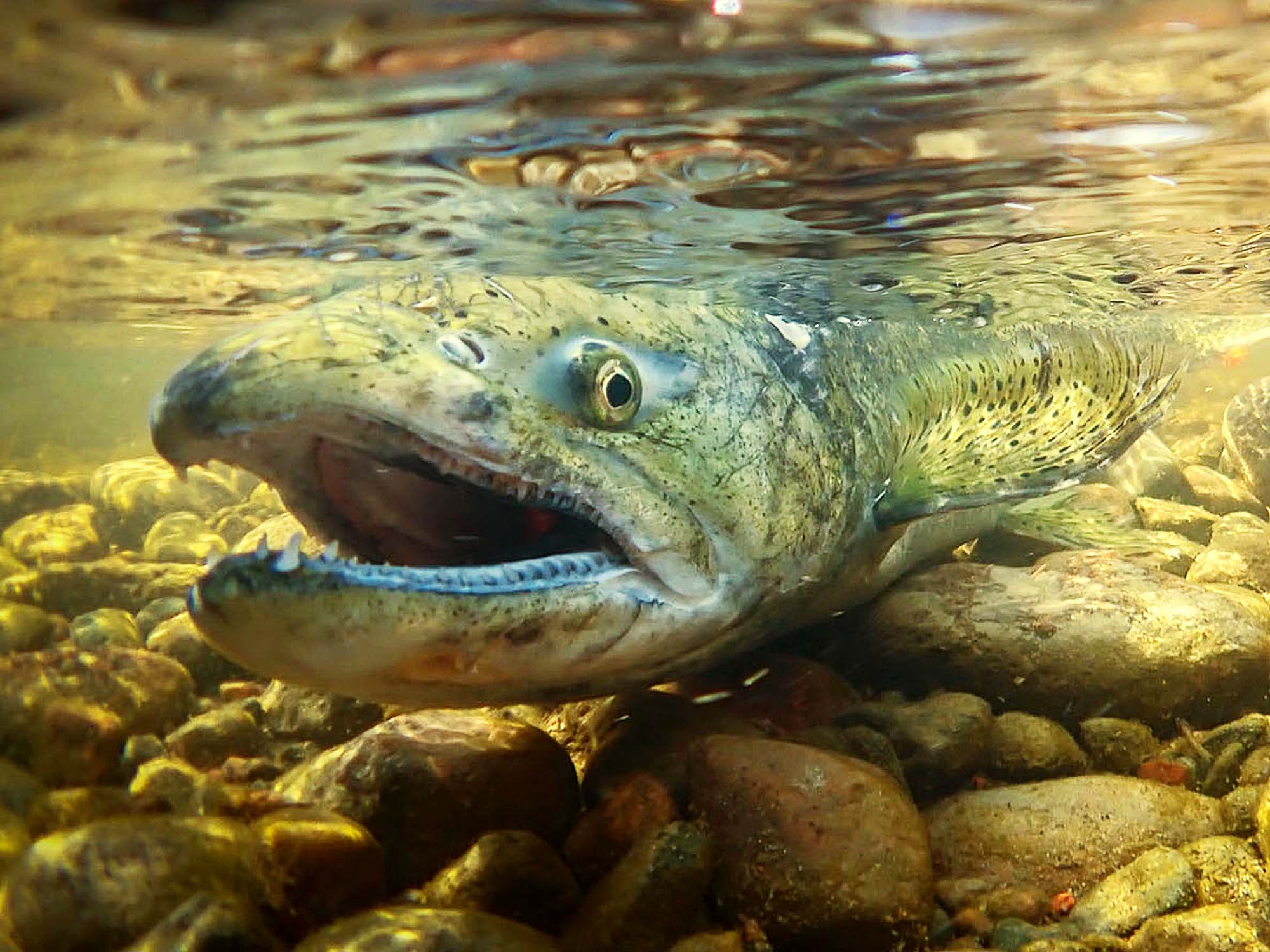 Shooting the Salmon Run // Pink & King Salmon Spawning in Canada [VIDEO]