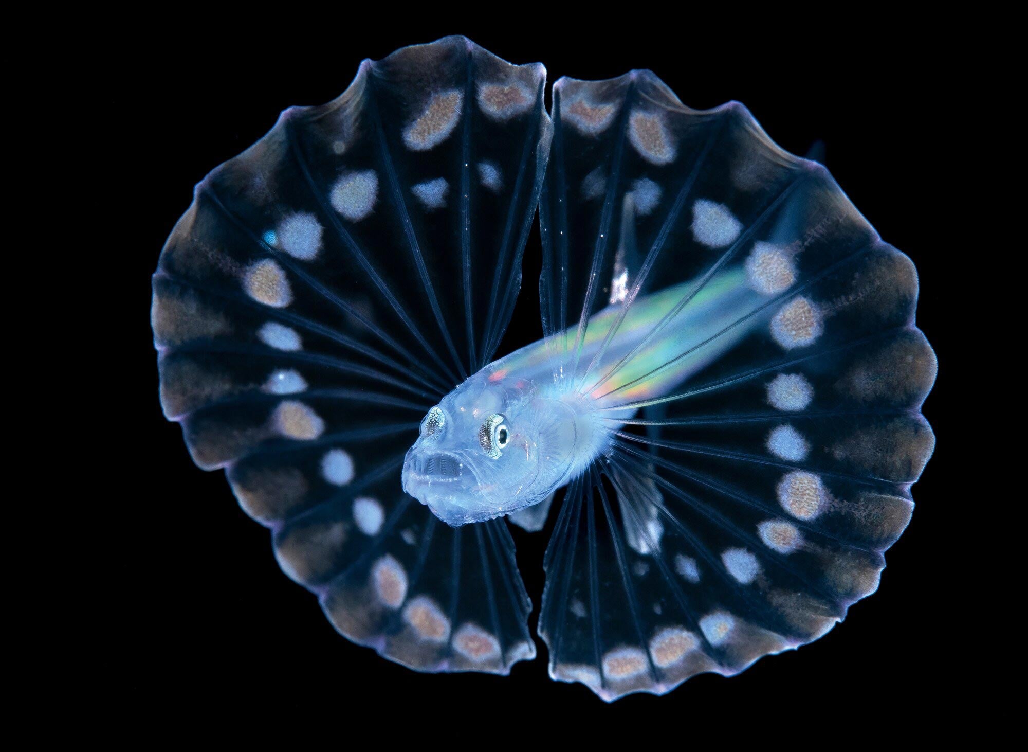 steven-kovacs-ocean-art-2021-