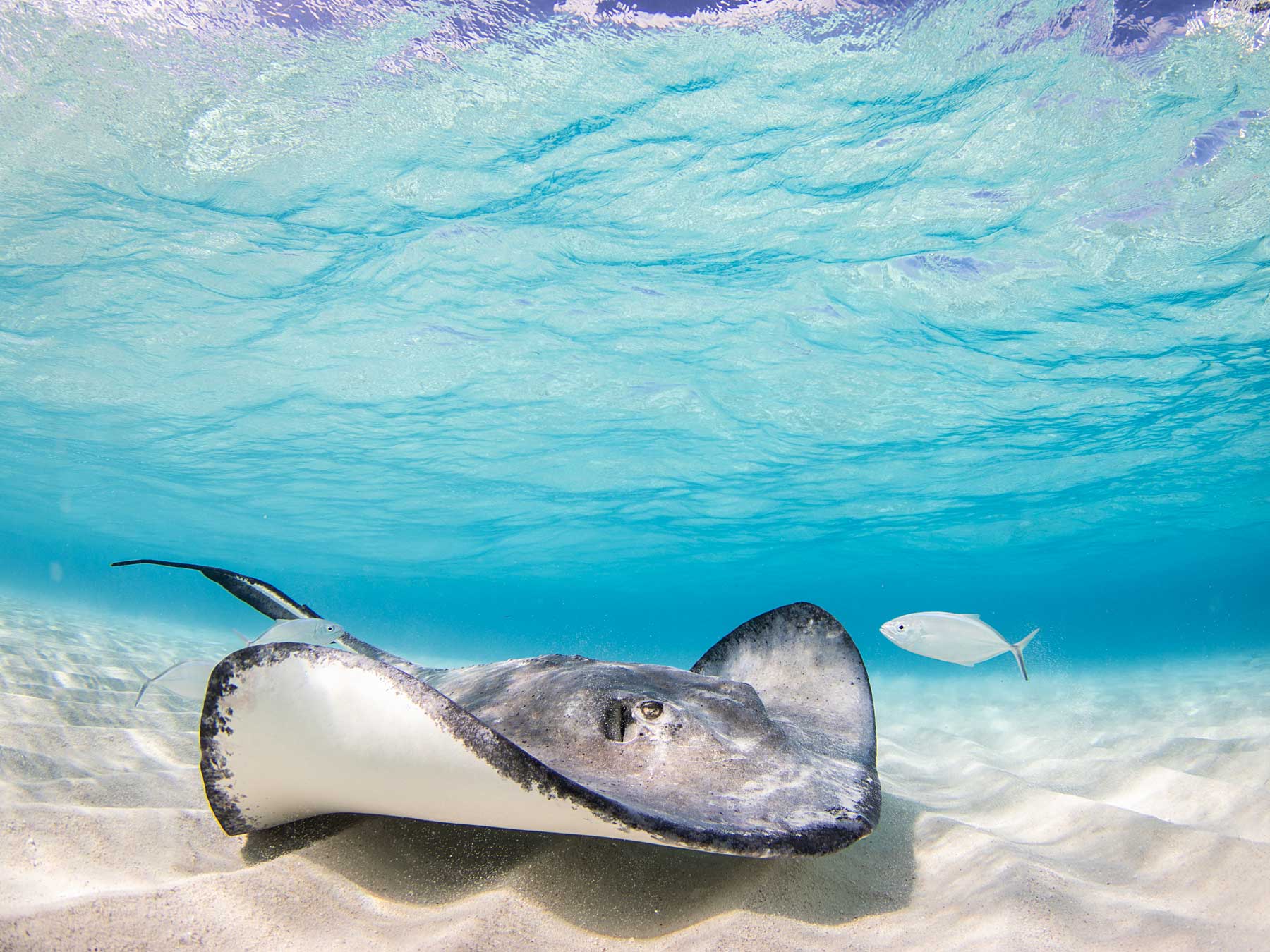 Stingray City Underwater Camera Settings and Technique