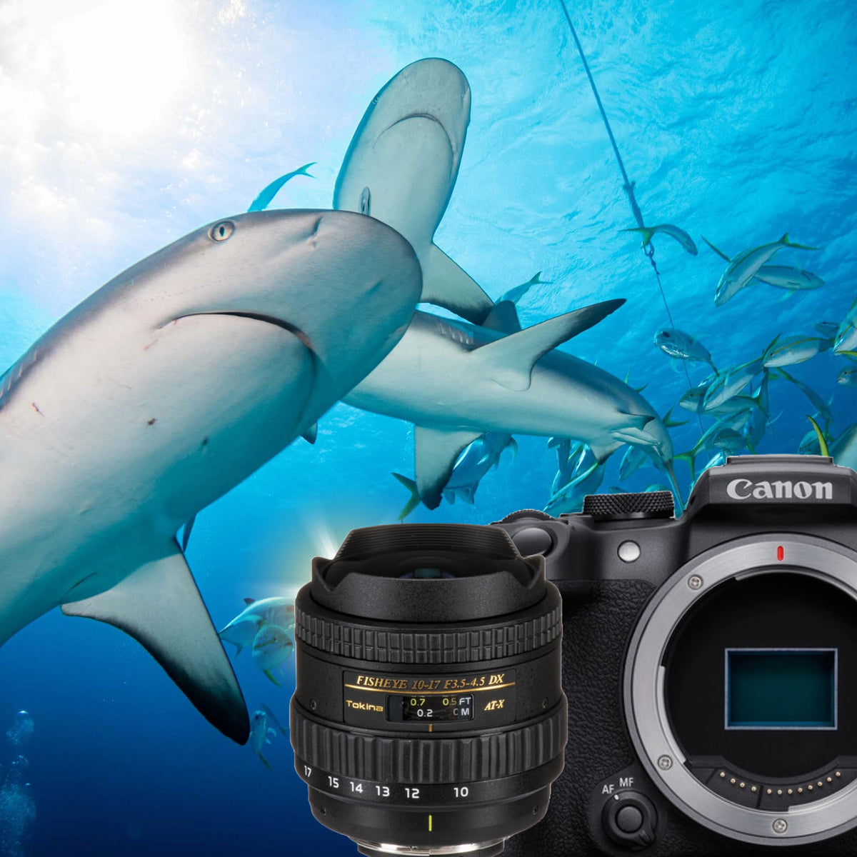 Tokina 10-17mm Fisheye on the Canon EOS R10 Review & Underwater Result