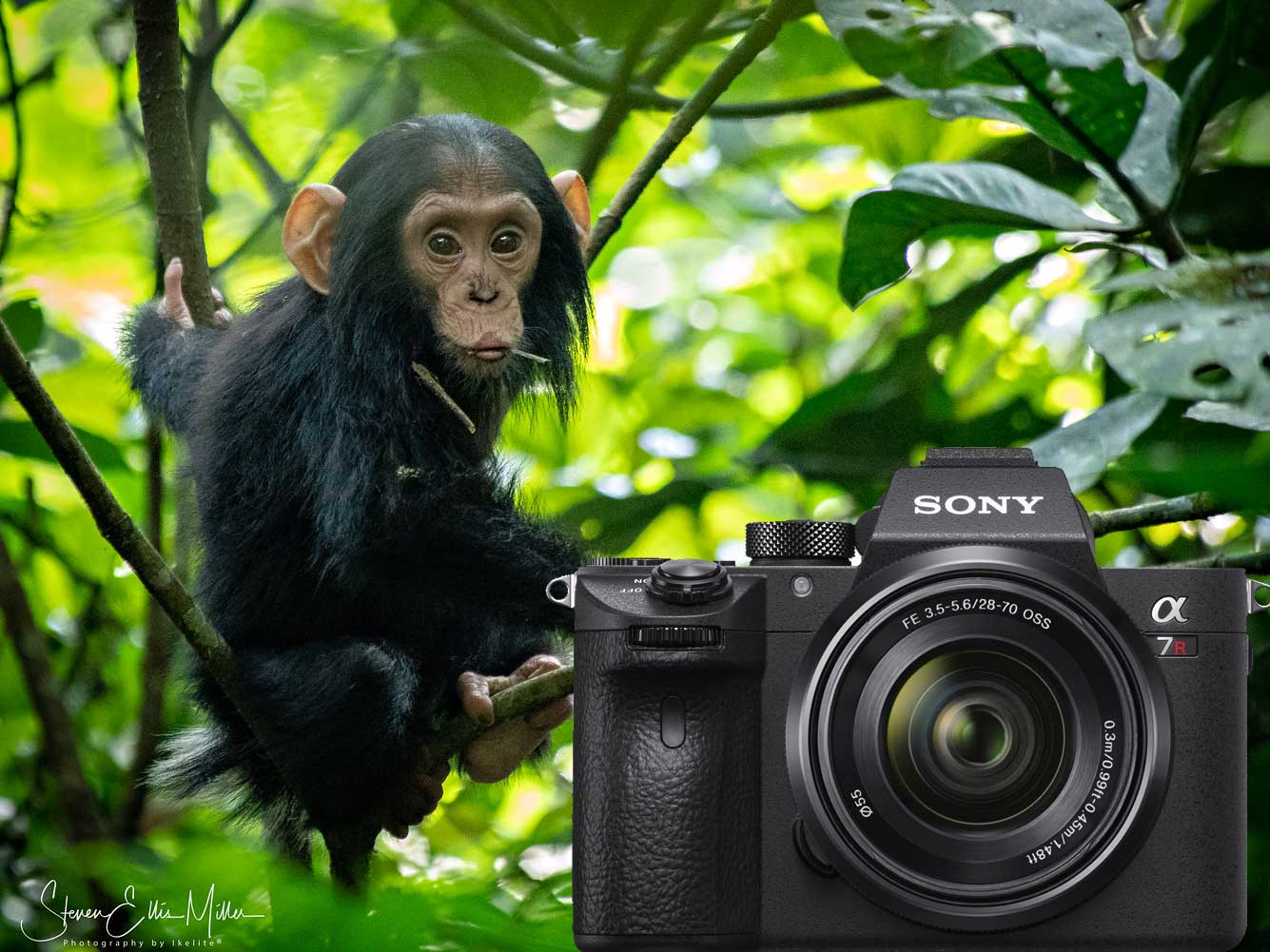 Dive Diversions: On Safari in Uganda with the Sony Alpha A7R III