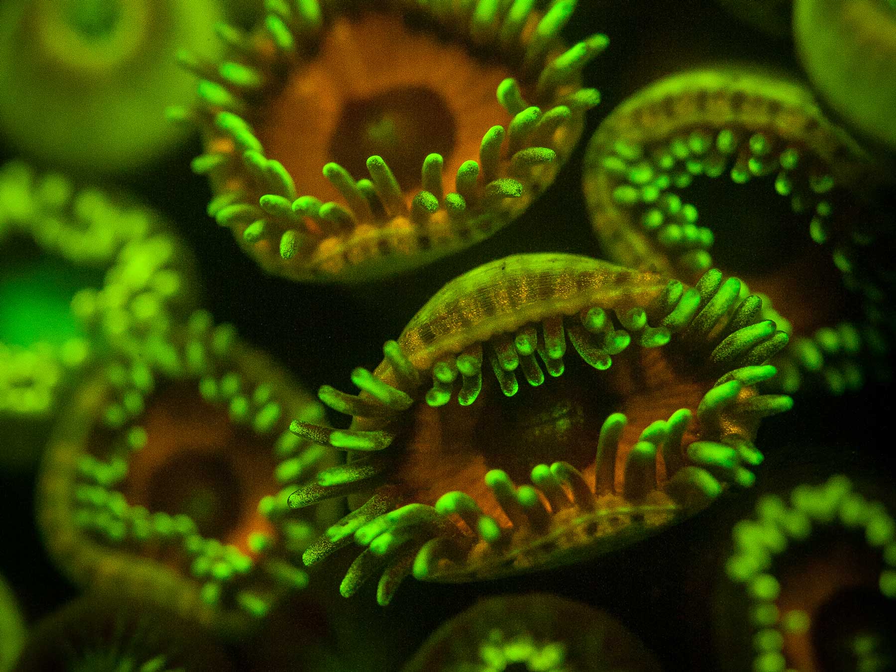 Fluorescence Underwater Photography Camera Settings and Technique