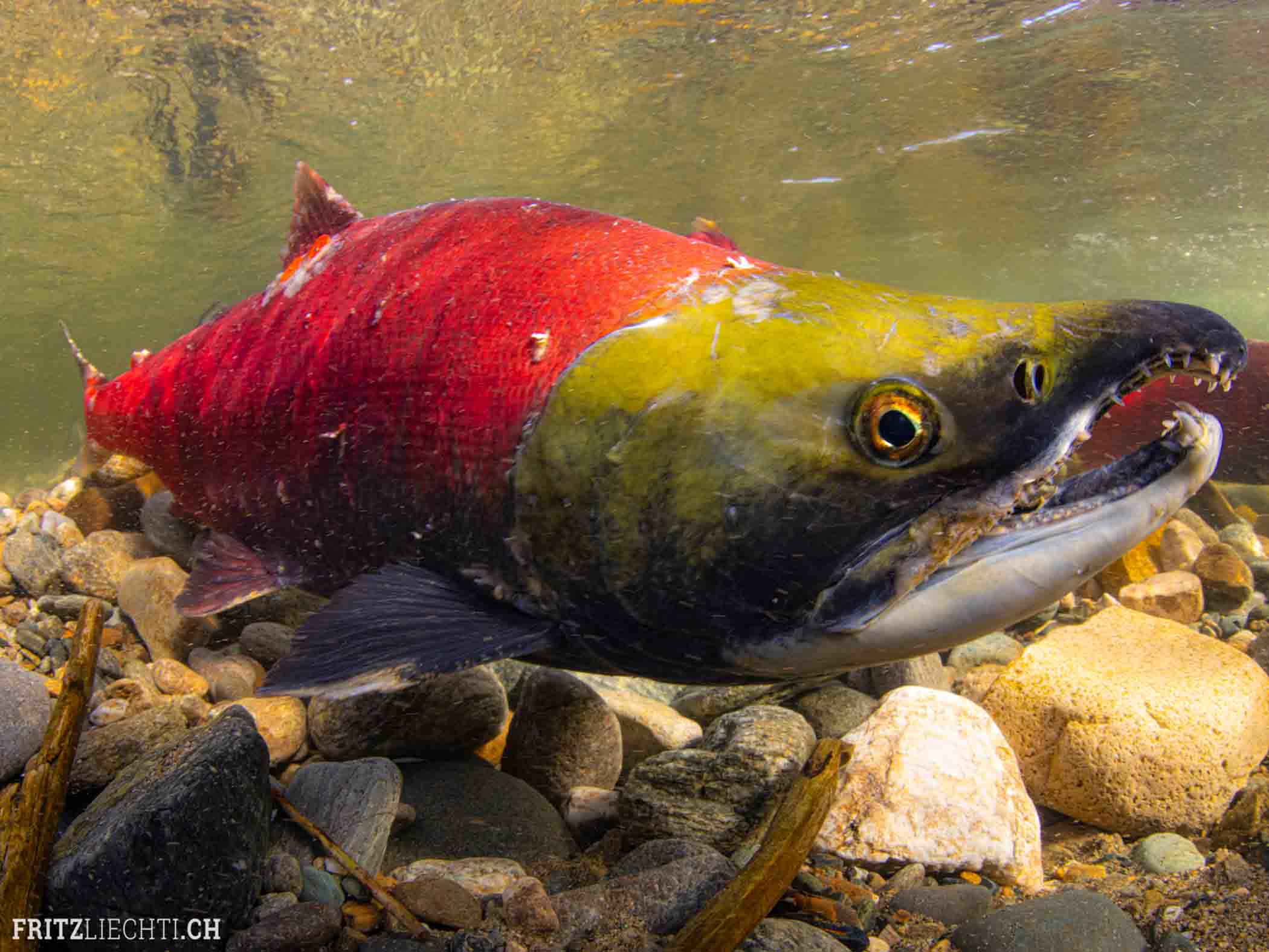 Photographing the Salmon Run Underwater in Canada