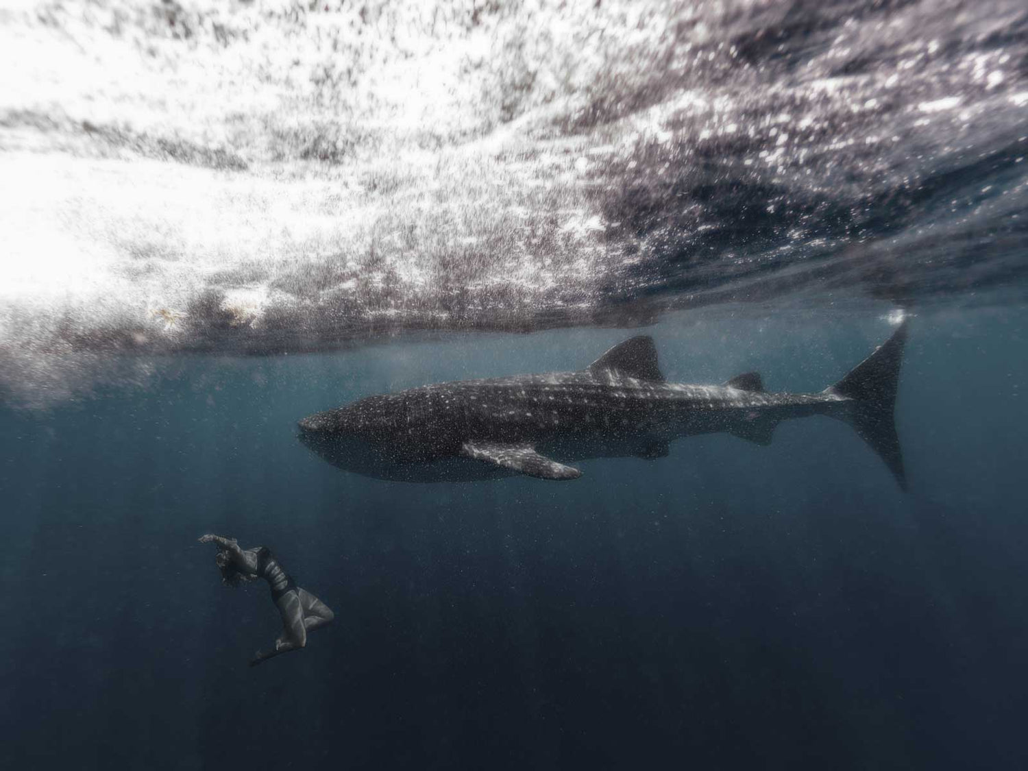 Top Tips for an Awesome Whale Shark Encounter
