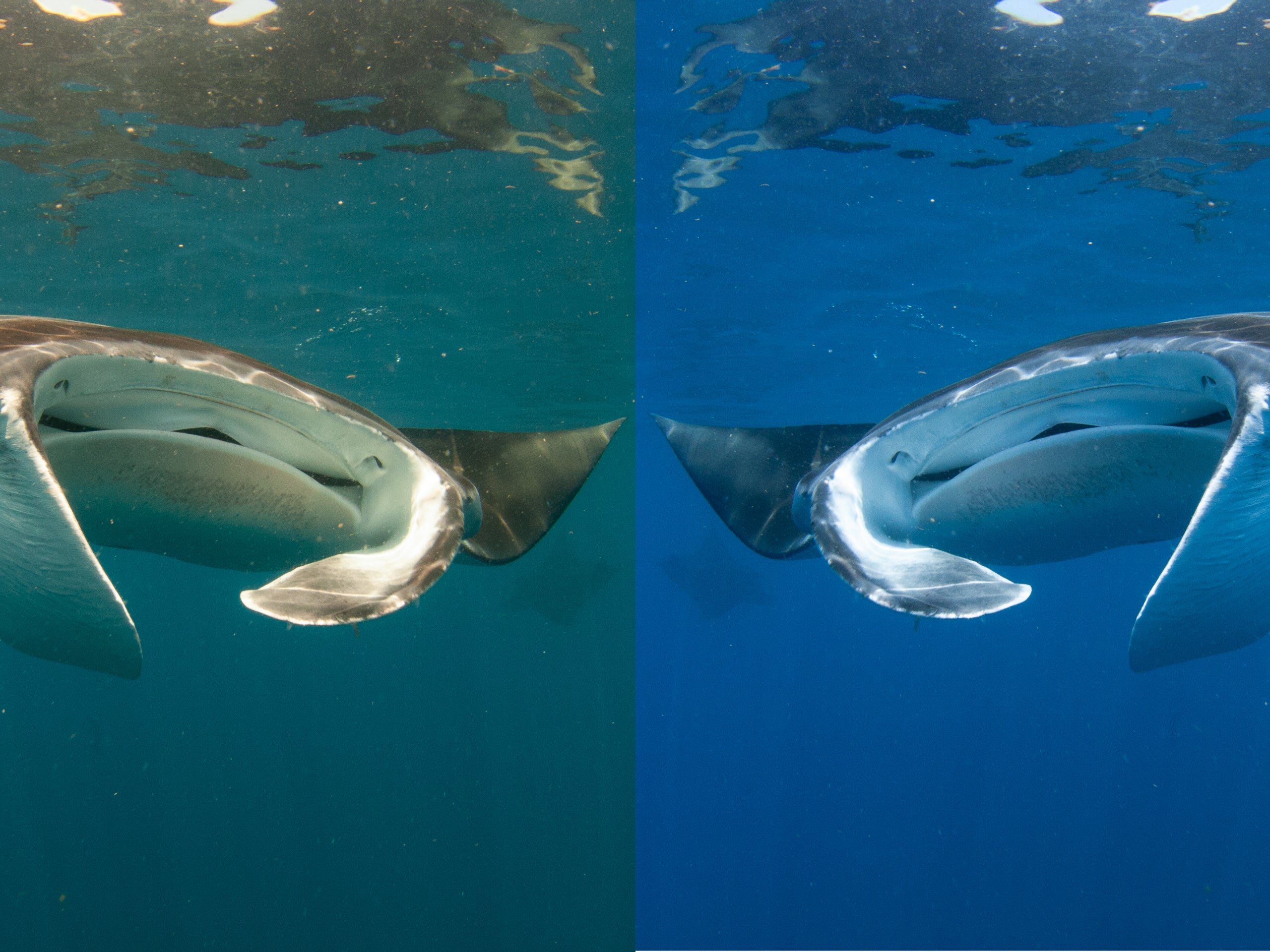Manual White Balance for Underwater Still Photography