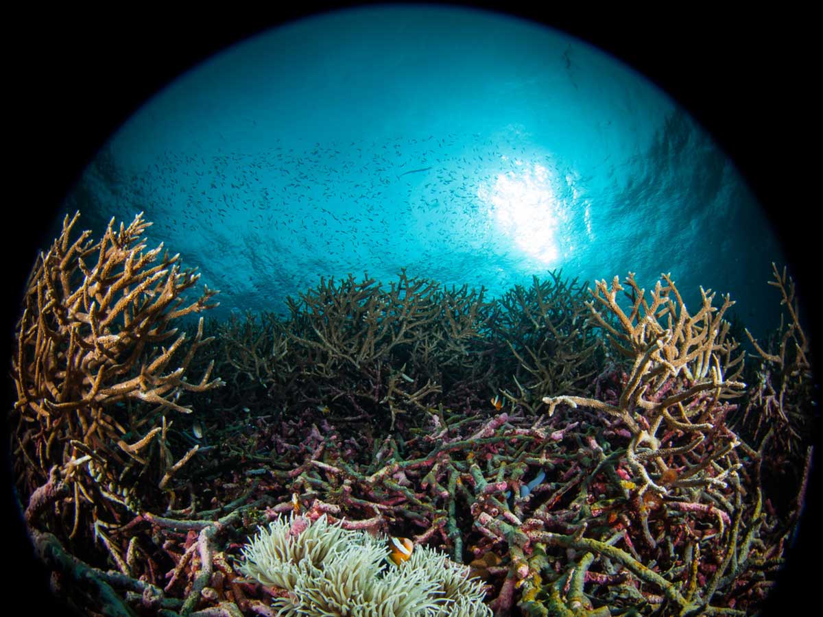Why You Need a Fisheye Lens Underwater