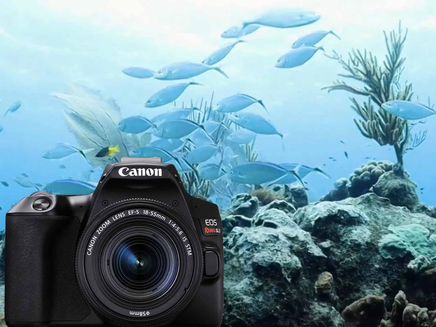 200DLM/C Underwater TTL Housing for Canon EOS 250D Rebel SL3, EOS 200D Mark  II, Kiss X10 DSLR