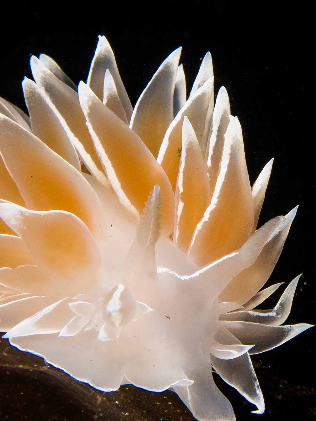 Action Housing for Canon PowerShot G7 X Mark III