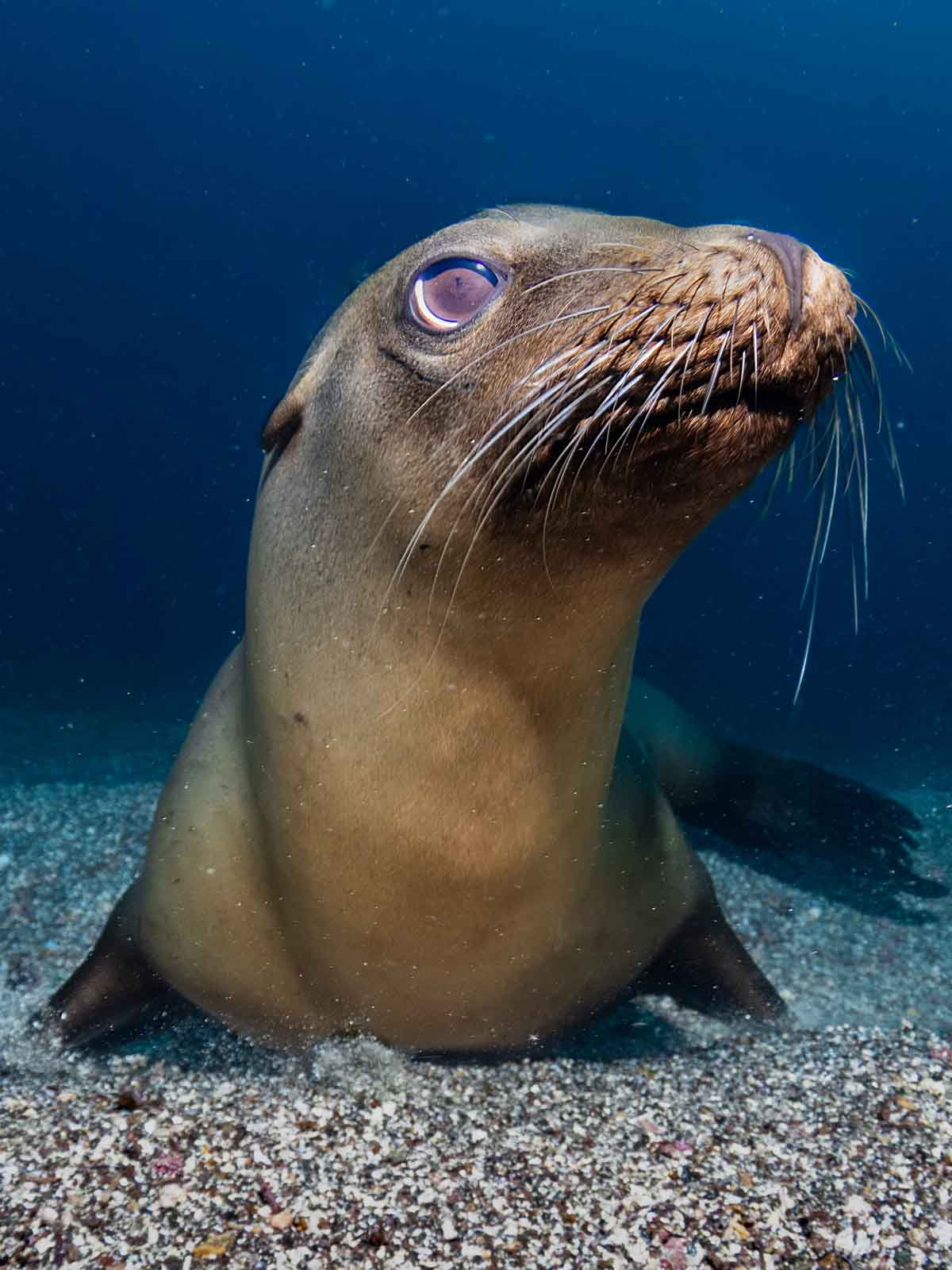 Sea Lion taken with Canon EOS R100 in Ikelite Housing copyright Nirupam Nigam