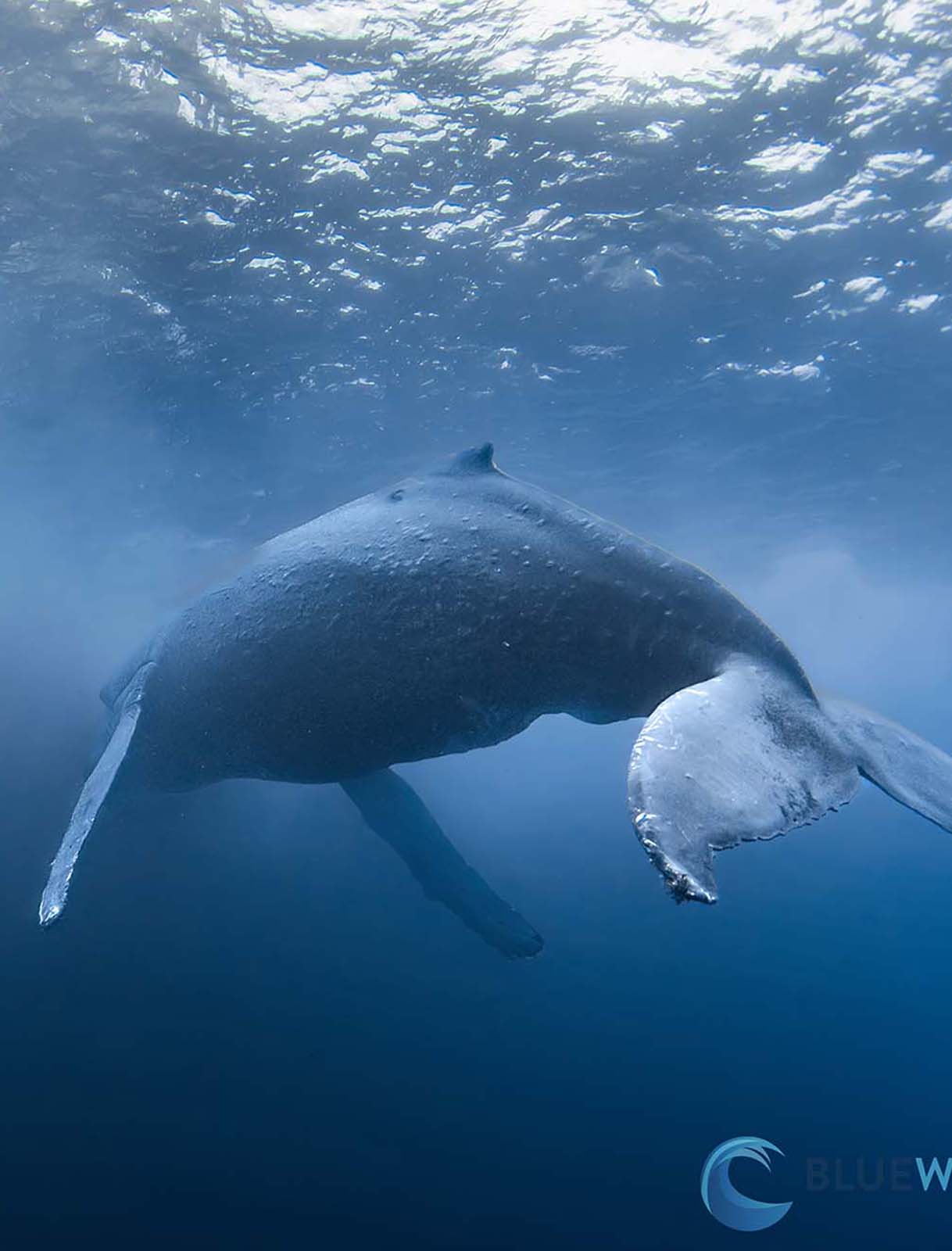 Ikelite underwater housing for Sony a7R IV copyright Nirupam Nigam