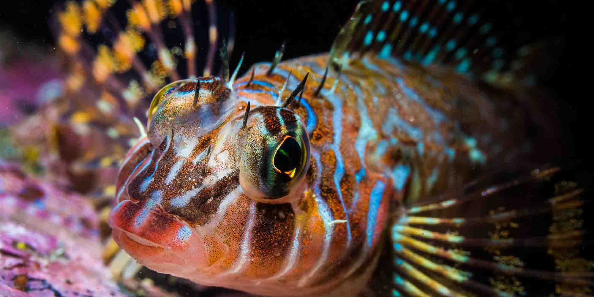 Ikelite Underwater Housing Sony a7 III a7R III copyright Nirupam Nigam