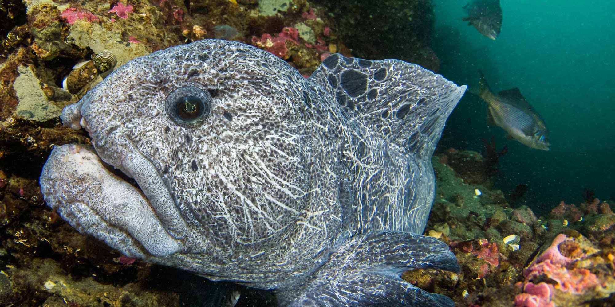 Ikelite Underwater Housing Sony a7 III a7R III copyright Nirupam Nigam